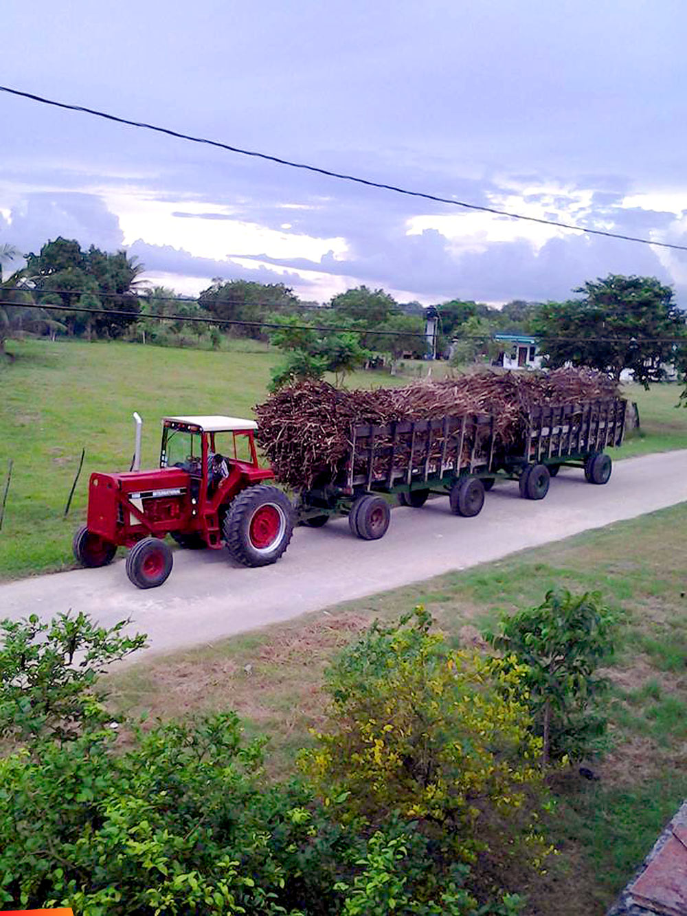 Sugar cane just harvested, pulled with tractor