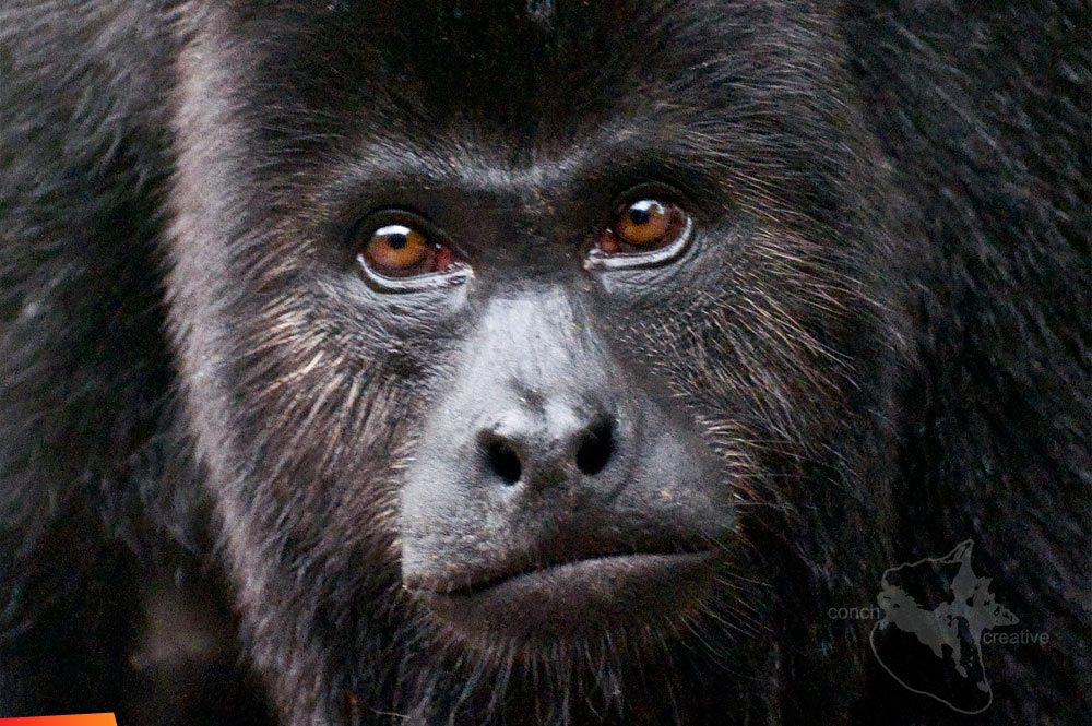 Howler monkey facial features