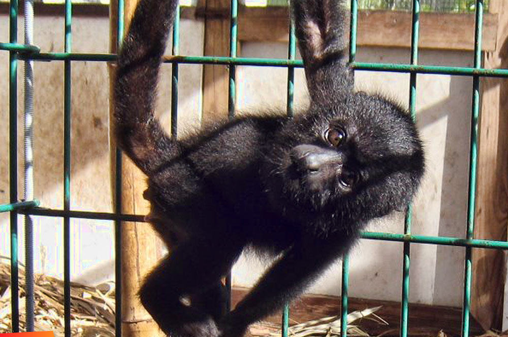Baby howler monkey Little Pea (Chicharito) enjoying exercise and sunlight after her feed