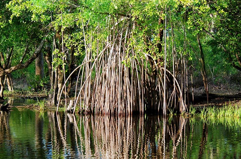 Beautiful mangrove....