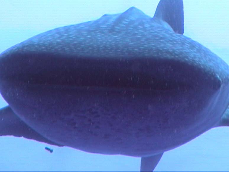 Whale shark juvenile male at Gladden Spit