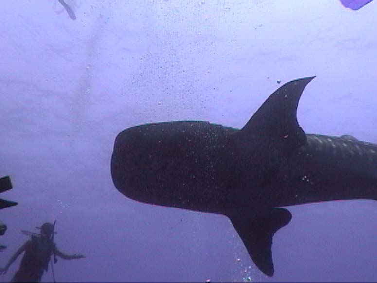 Whale shark juvenile male at Gladden Spit