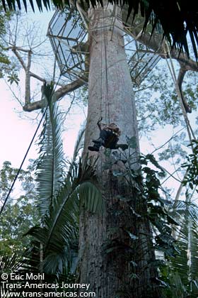 Rainforest canopy observation platform built high up in a ceiba at Belize Lodge Excursions