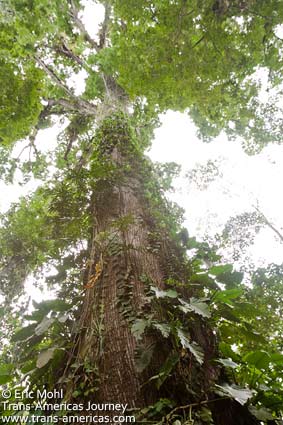 Giant ceiba tree in Costa Rica