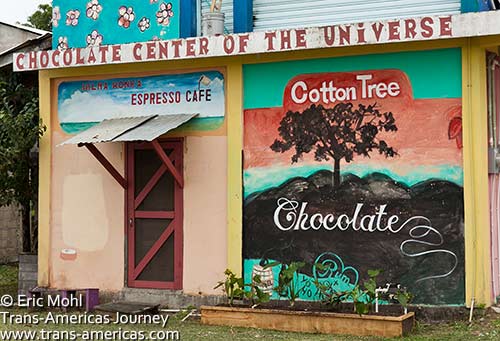 Cotton tree (Ceiba) Chocolate in Punta Gorda, Belize