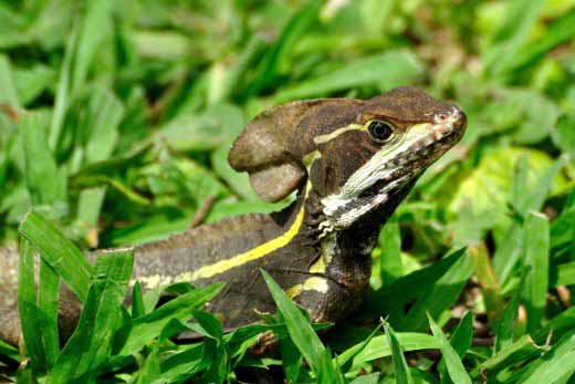 Basilisk Lizard (male)