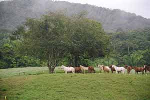 herd of horses in field