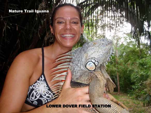 Iguana seen hiking on jungle trails at Lower Dover Jungle Lodge