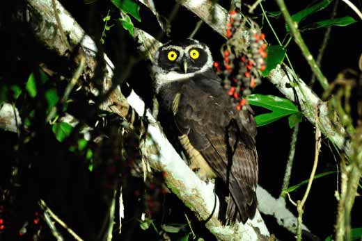 Spectacled Owl (immature)