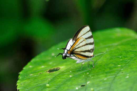 Chiapas Stripe-streak (Arawacus togarna)