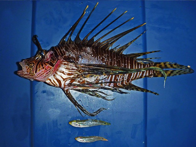 A lionfish shown with two mature female social wrasses, "Halichoeres socialis,"recovered from its stomach.