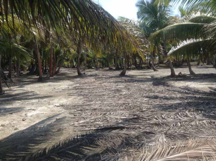 Palm fronds mark the path through part of Blackadore Caye, leading toward the high grass fields where the salt water has frequently overrun the island.
