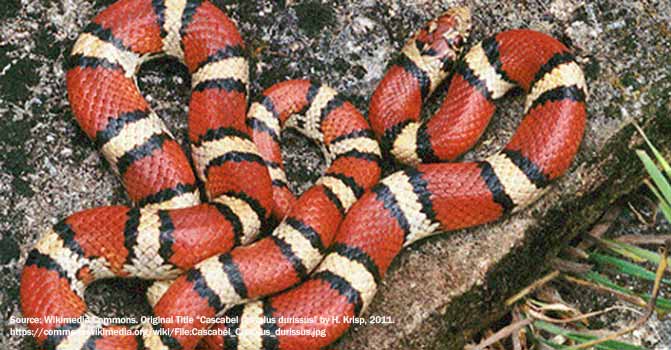 snake Coralillo.JPG