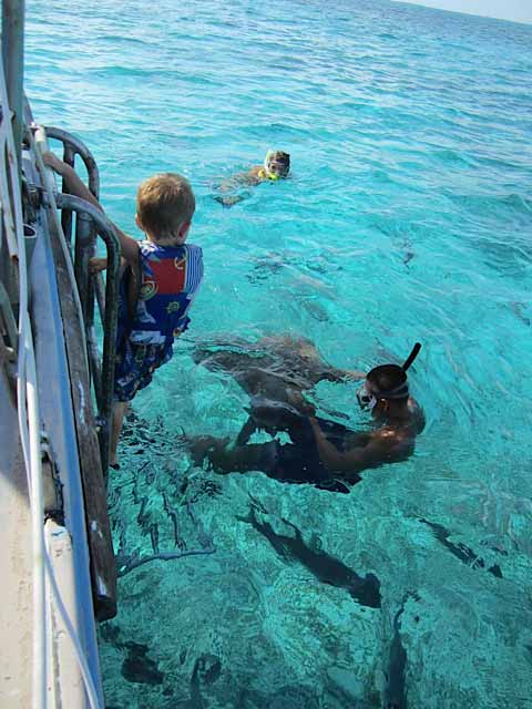 Stepping down into the water to pet a Stingray Stepping down into the water to pet a Stingray