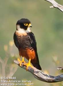 Orange-breasted Falcon, birds of Belize