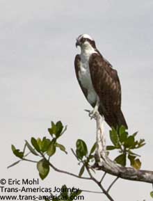 Osprey Eagle, birds of Belize