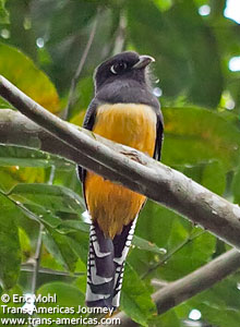 Violaceous Trogan, birds of Belize
