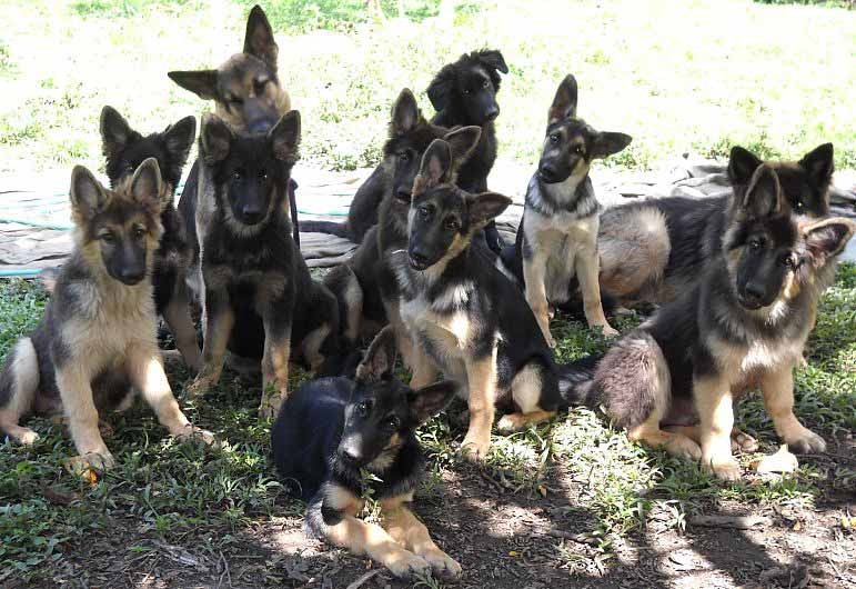 German Shepherd puppies for sale | Classifieds | Ambergris Caye Belize ...