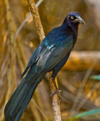 Ellen Called This Common Bird, a Great-Tailed Grackle, "Mr. Personality"