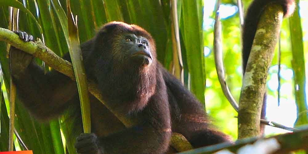 Howler monkey :: Outside the treetop villas at Caves Branch
