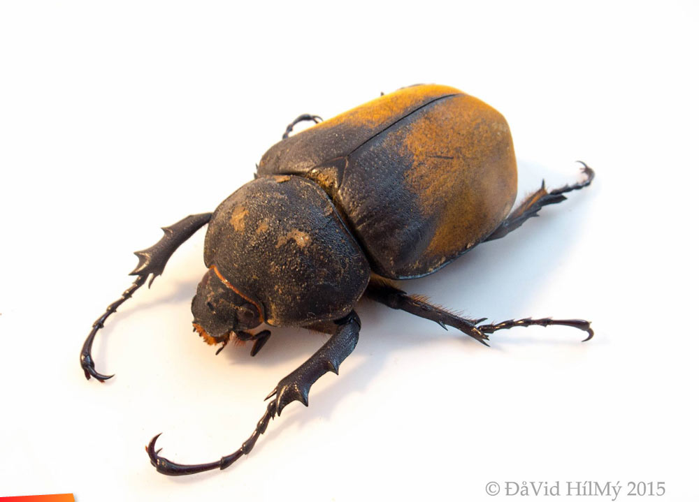 Female Elephant Beetle (Megasoma elephas)