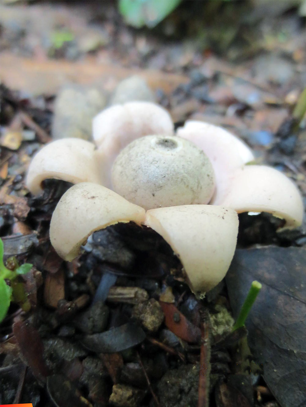 An earthstar (Geastrum) puffball, growing on moist soil among mosses