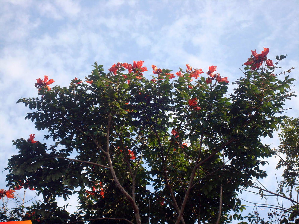 This is the season (May 2015) for my African Tulip Tree