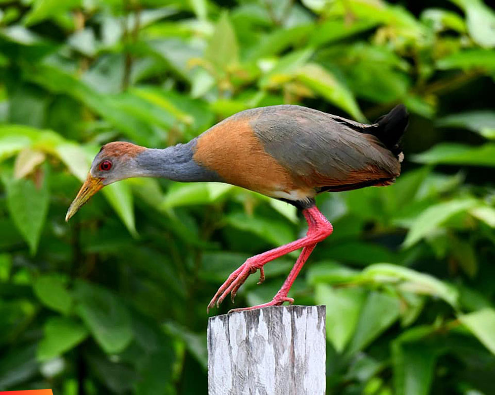Russet-naped Wood-Rail, Vaca Forest Reserve, Cayo