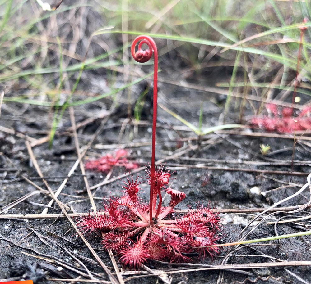 A beautiful little Spoon-leaved sundew, Drosera spatulata (carnivorous plant) thriving in the inhospitable Pine Ridge savanna in Central Belize