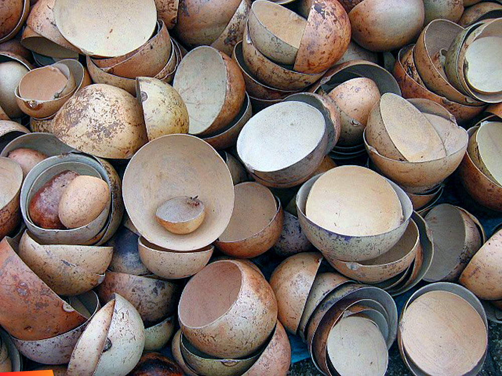 Calabash gourds, drinking vessels known as jicara