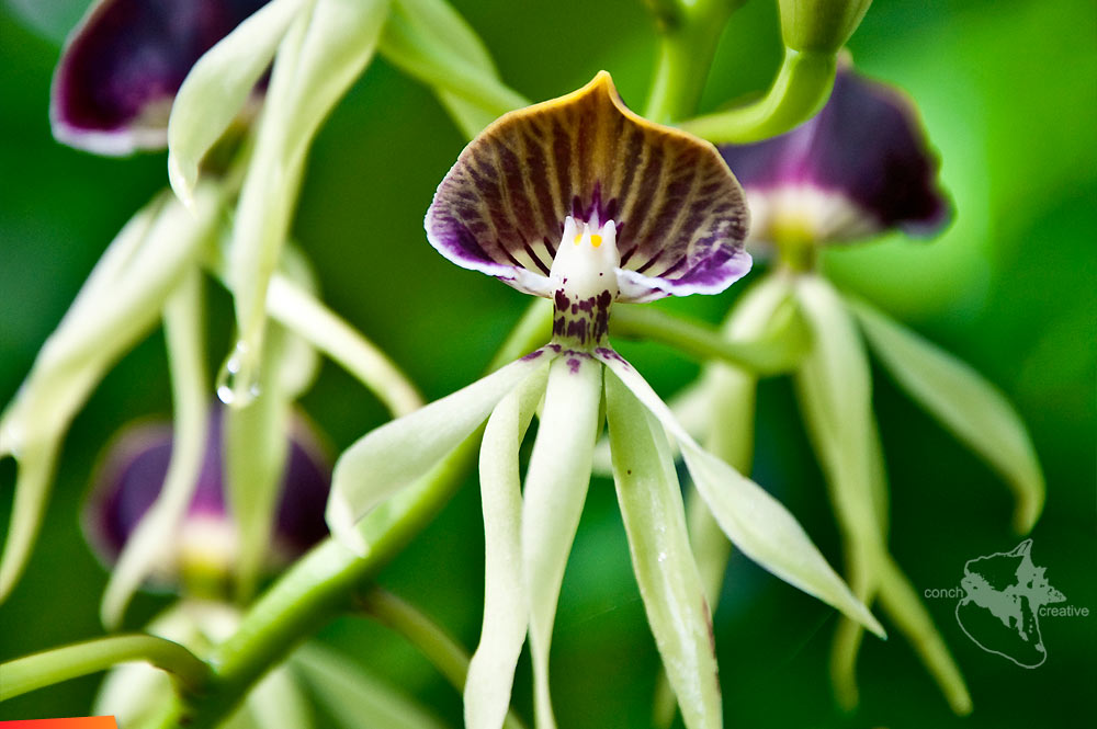 Black orchid at Ian Anderson's Caves Branch