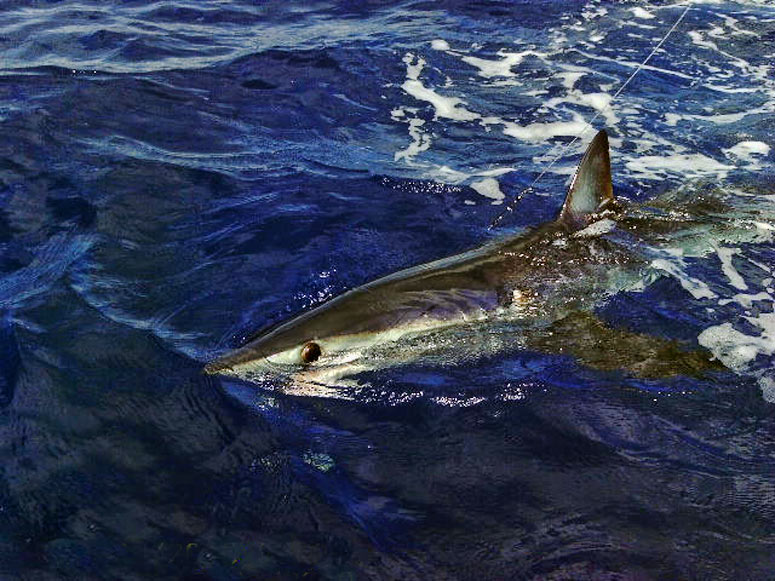 James Maloney hooks a Mako shark with LARGE teeth
