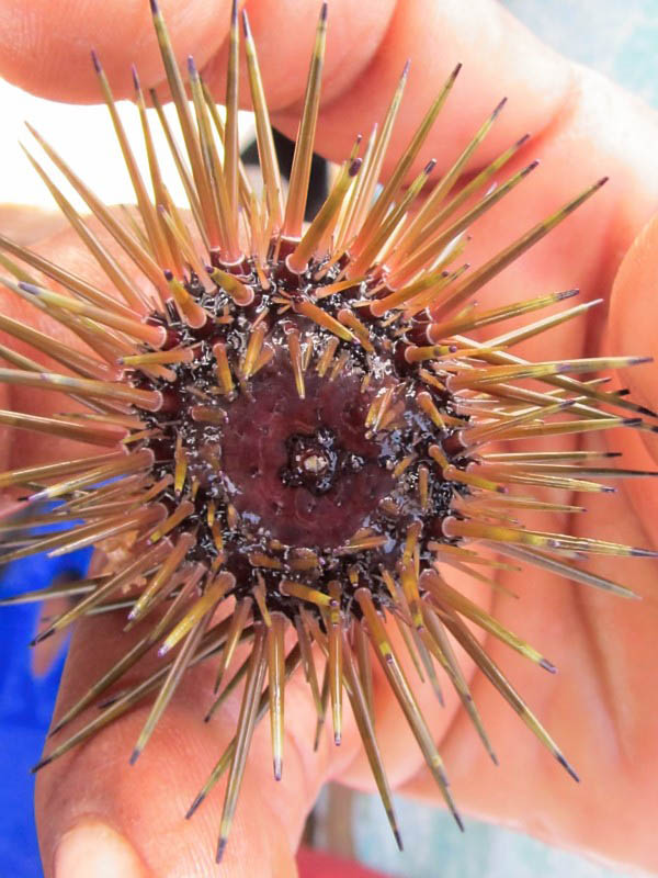 Urchin from Tobacco Caye