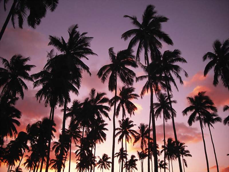 palm trees wallpapers. Pictures of Belize, Ambergris Caye, San Pedro Town, Belize, Wallpaper for 