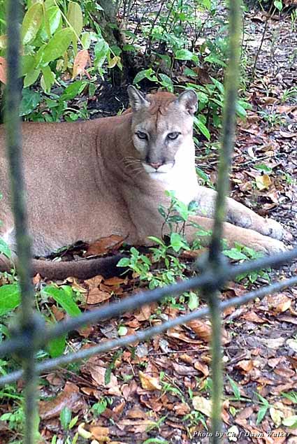 Up close and personal with a large wild puma at the Belize Zoo