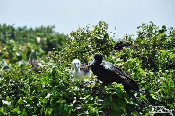 Colônia de pássaros em Half Moon Caye, perto do Blue Hole, na grande barreira de corais, em Belize