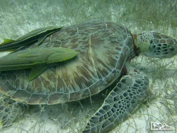 No final do mergulho em Half Moon Wall, perto do Blue Hole, na grande barreira de corais de Belize, ainda encontramos essa tartaruga acompanhada de dois peixes pegando carona em seu casco