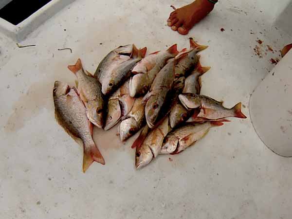 Belizean Fresh Red Snappers 