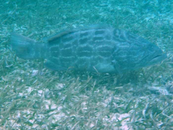 Snorkeling Hol Chan Grouper