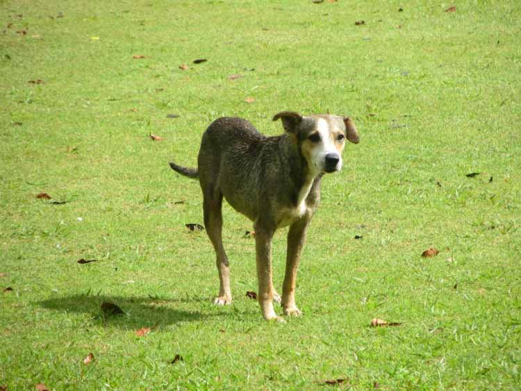 Lost Mayan dog at Xunantunich