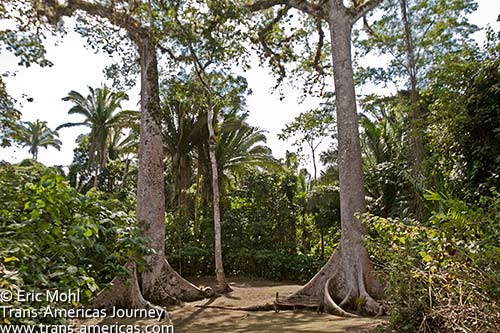Twin Ceiba trees at Caracol Mayan ruins