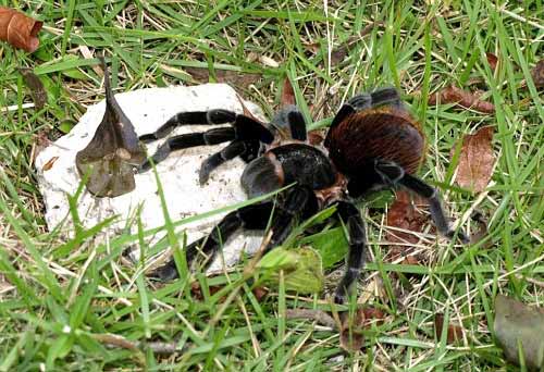 Tarantulas in Belize