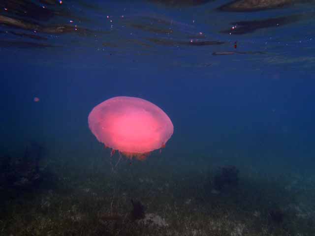 belize-jellyfish