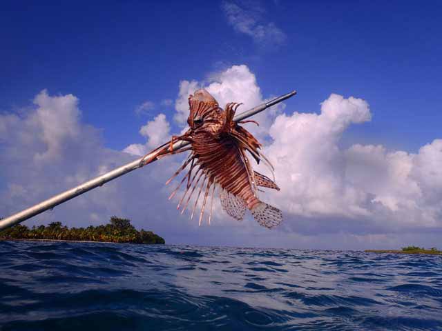 belize-lionfish-webb