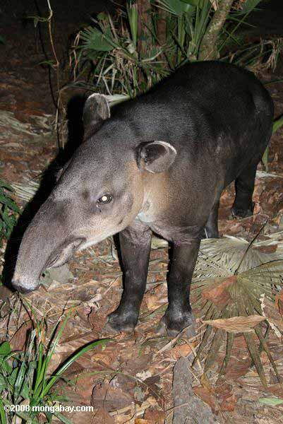 Baird's Tapir (Tapirus bairdii) in Belize. Photo by: Rhett Butler. 