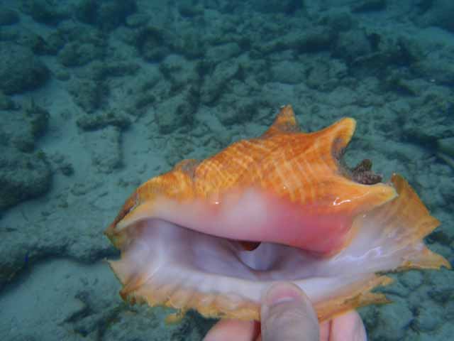 conch-shell-belize