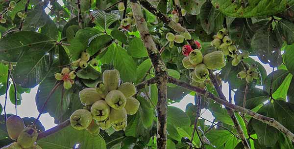 Malay Apples