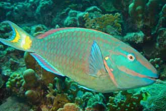 The Parrotfish's teeth grow continuously and it is able to product 200 lbs of sand annually! 