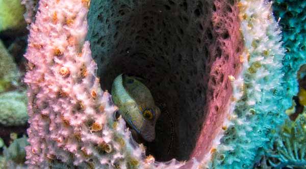 Sharpnose Puffer Fish