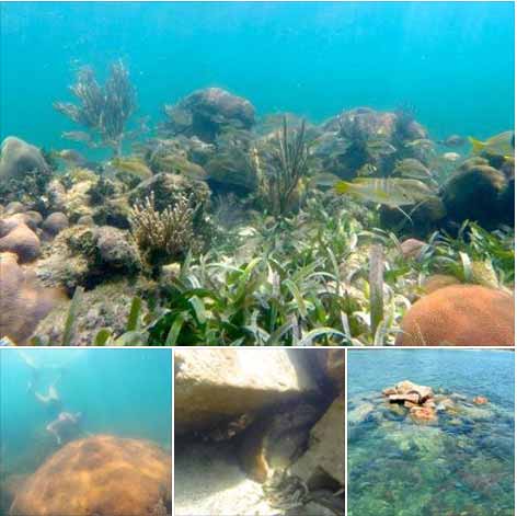 Harvest Caye: Coral Damage